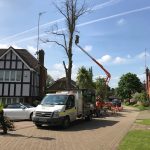 An image of tree felling with a crane