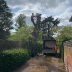 An image of a large tree being trimmed and felled