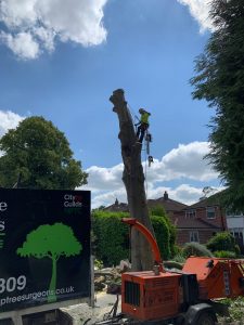 An image of a tree felling nearly completed