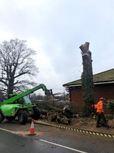 An image of large branches on the floor during a large tree cutting project