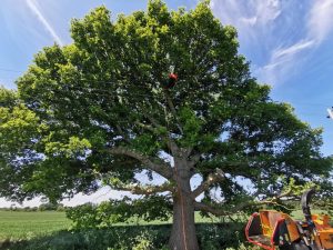 An image of a team member working on felling large branches from a large tree