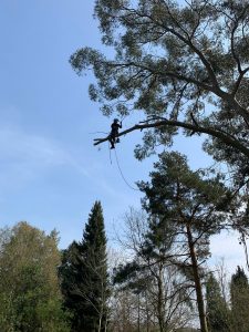 An image of a taem member cutting tree branches
