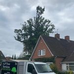 An image of a team member climbing high up on a tree