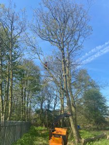 An image of a team member climbing high up on a tree